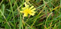 021 herbstliche wiese - kh